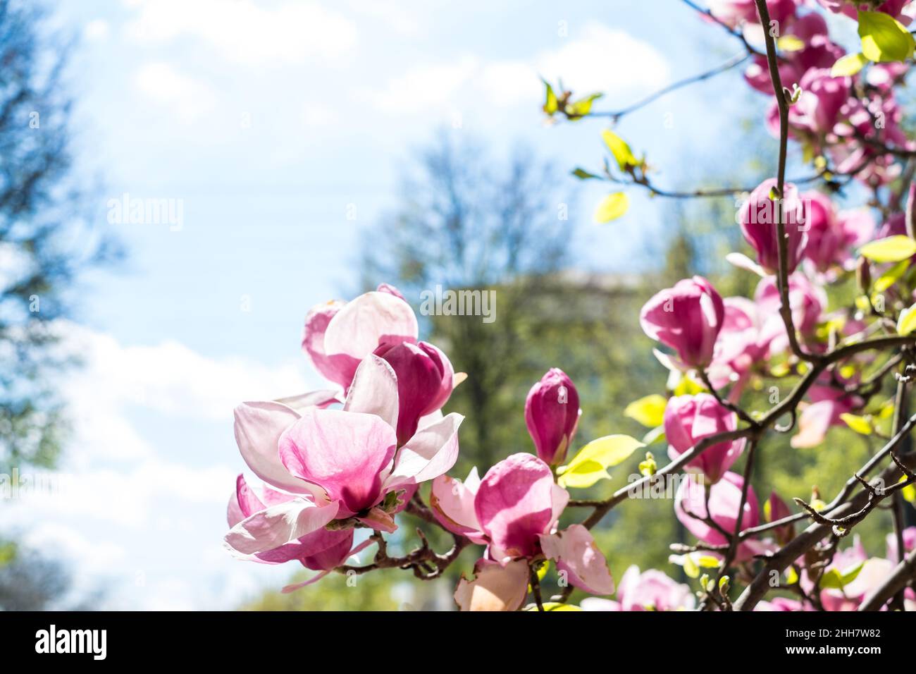 Blooming branch of magnolia tree in spring time, close up Stock Photo ...