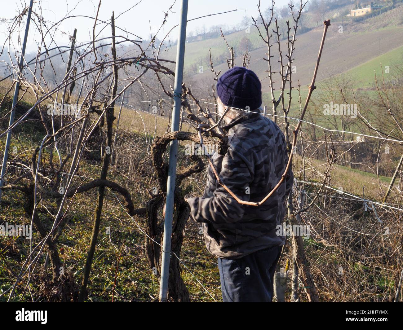 Guyot pruning system hires stock photography and images Alamy