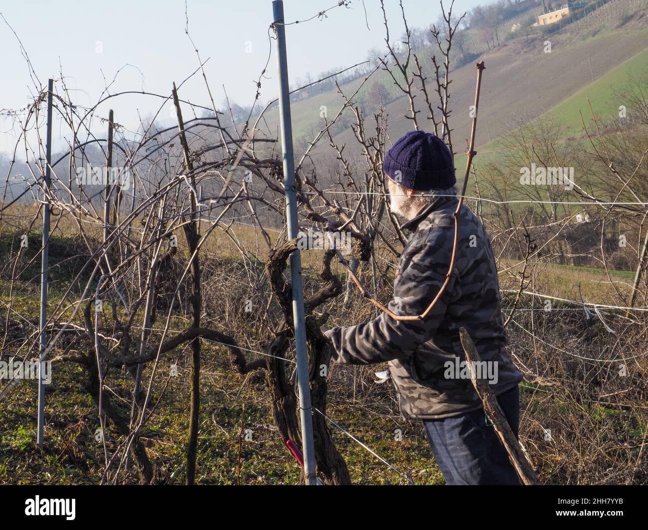 Guyot system hires stock photography and images Alamy