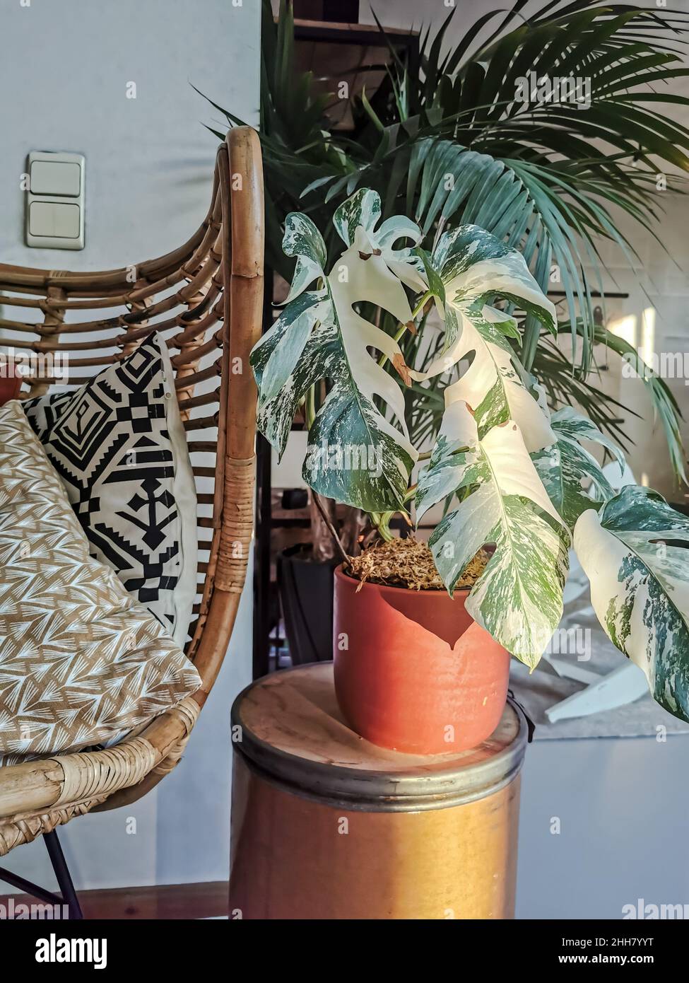 Tropical monstera albo borsigiana or variegated monstera houseplant, full plant in a boho interior. Rare and expensive plant. Stock Photo