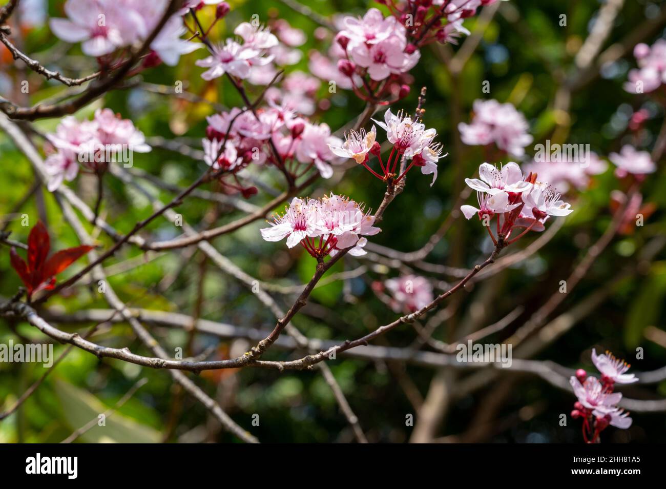 Spring blossom of pink wild sakura cherry tree in sunny day Stock Photo ...