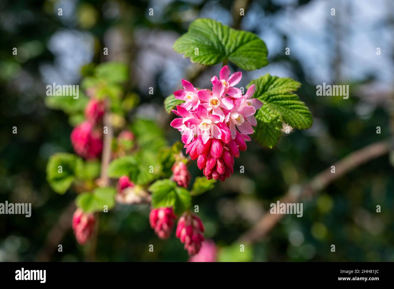 Spring blossom of pink Ribes sanguineum, flowering currant, redflower currant plant close up Stock Photo