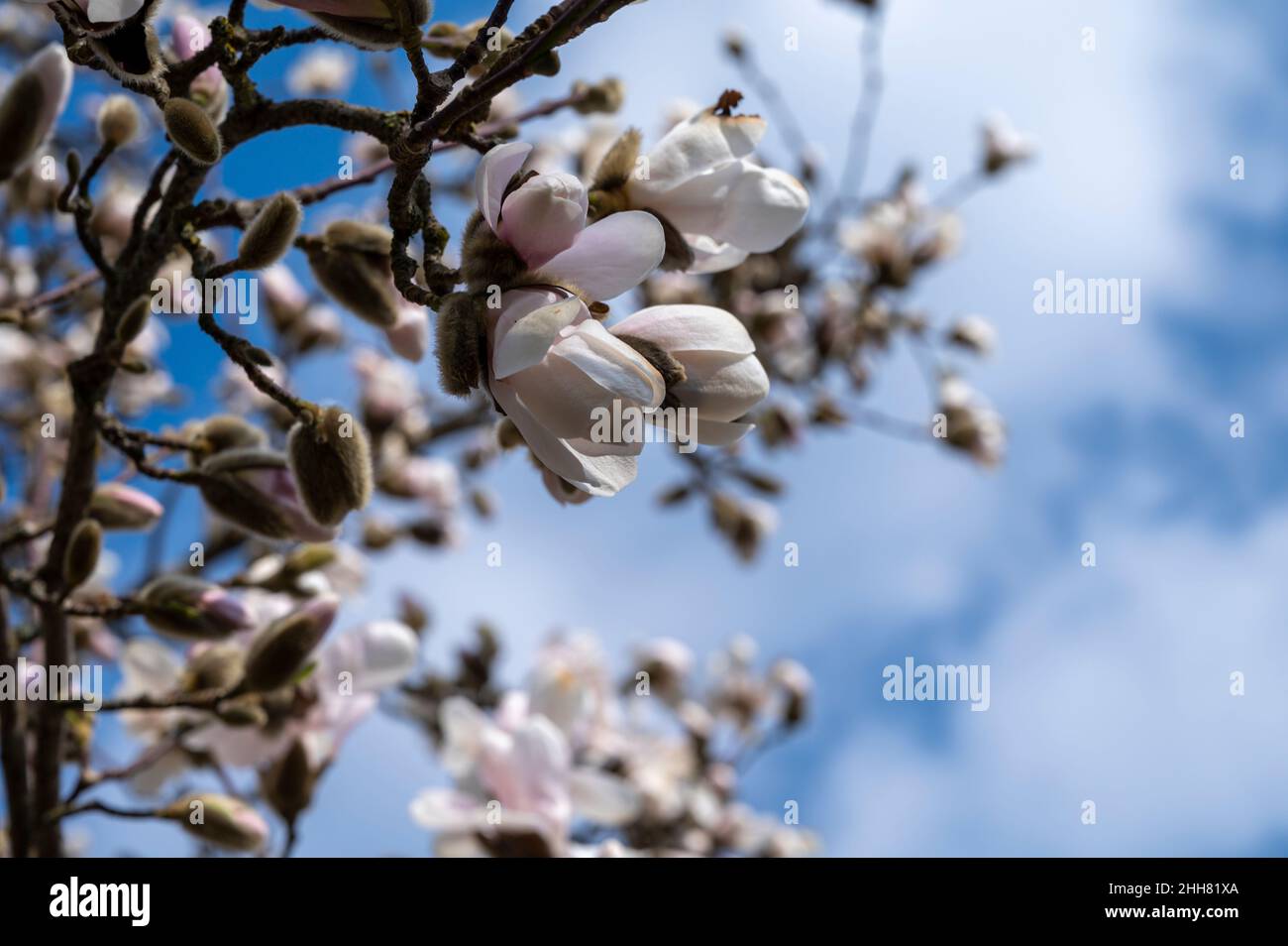 Spring blossom of white magnolia tree in sunny day with blue sky ...