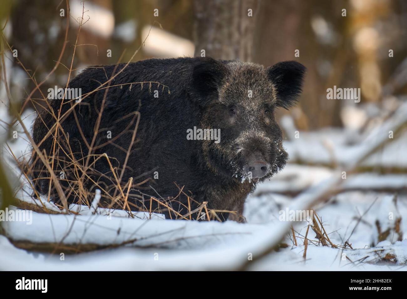 Wild pig with snow. Young Wild boar, Sus scrofa, in wintery forest. Wildlife scene from nature Stock Photo