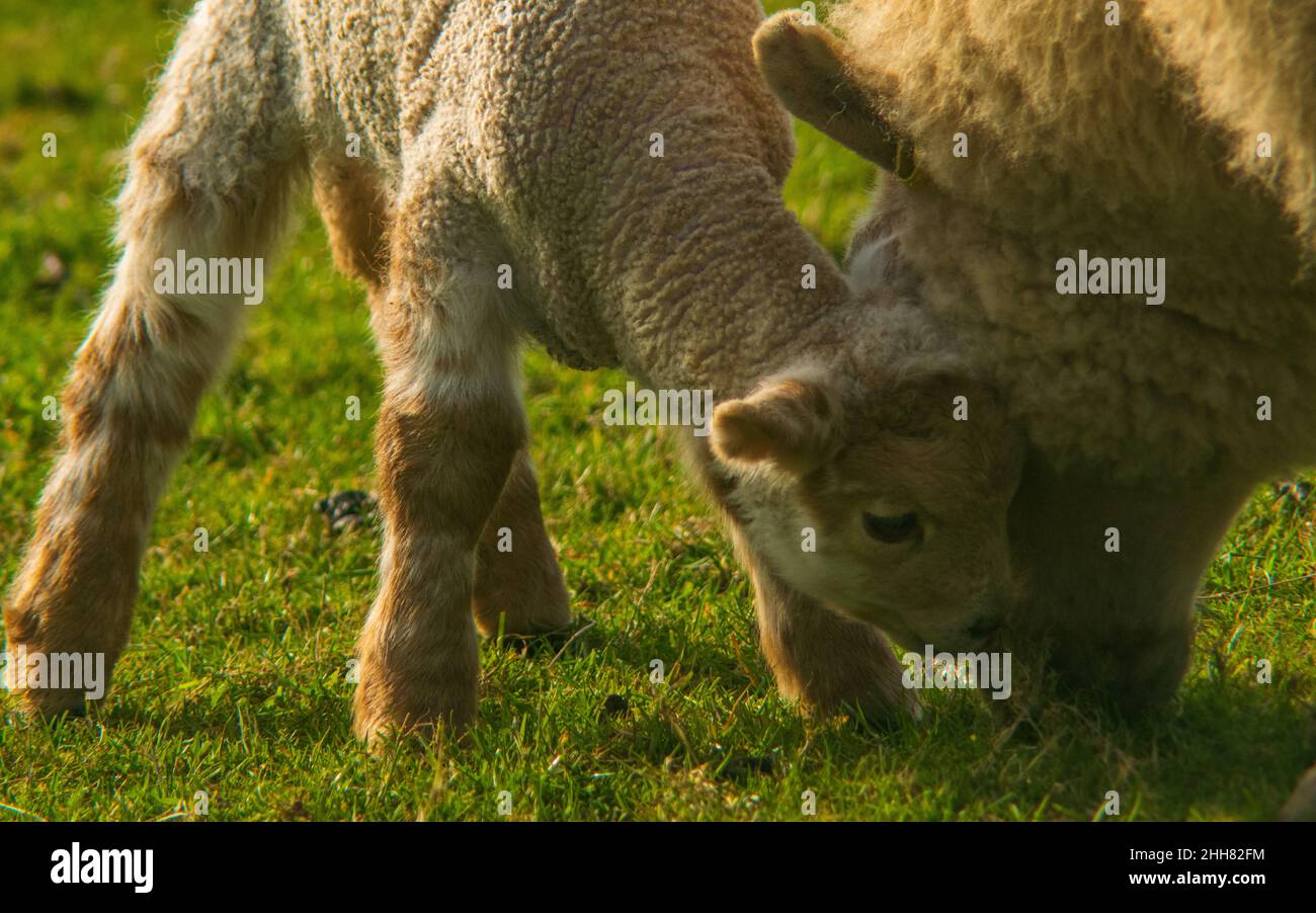 Lambing season, Wales (UK) Stock Photo