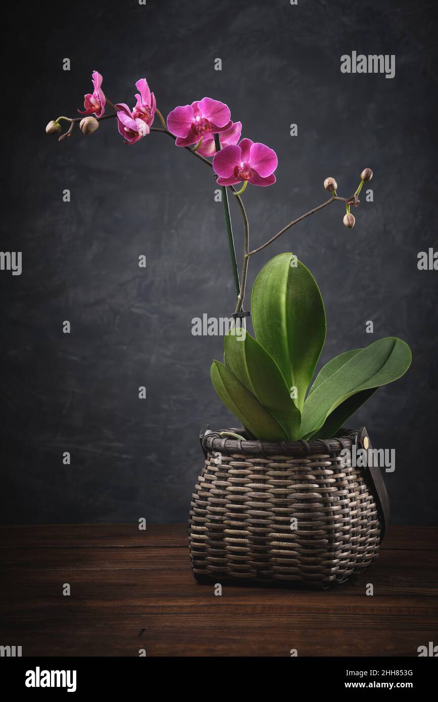 Beautiful purple Phalaenopsis orchid flower. Luxury mini Orchidea in basket. Stock Photo
