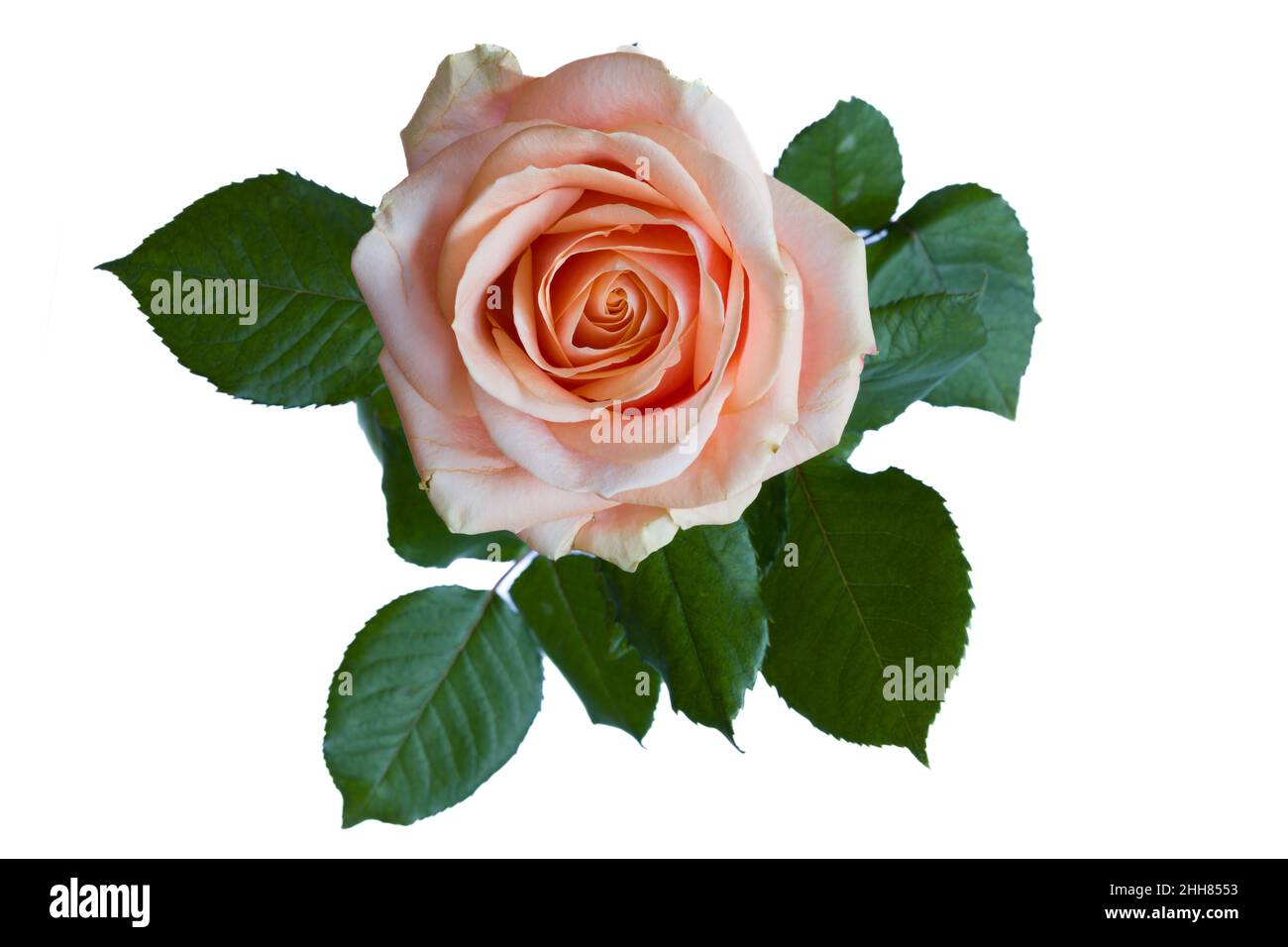 Isolated top view of a beautiful pink rose Stock Photo