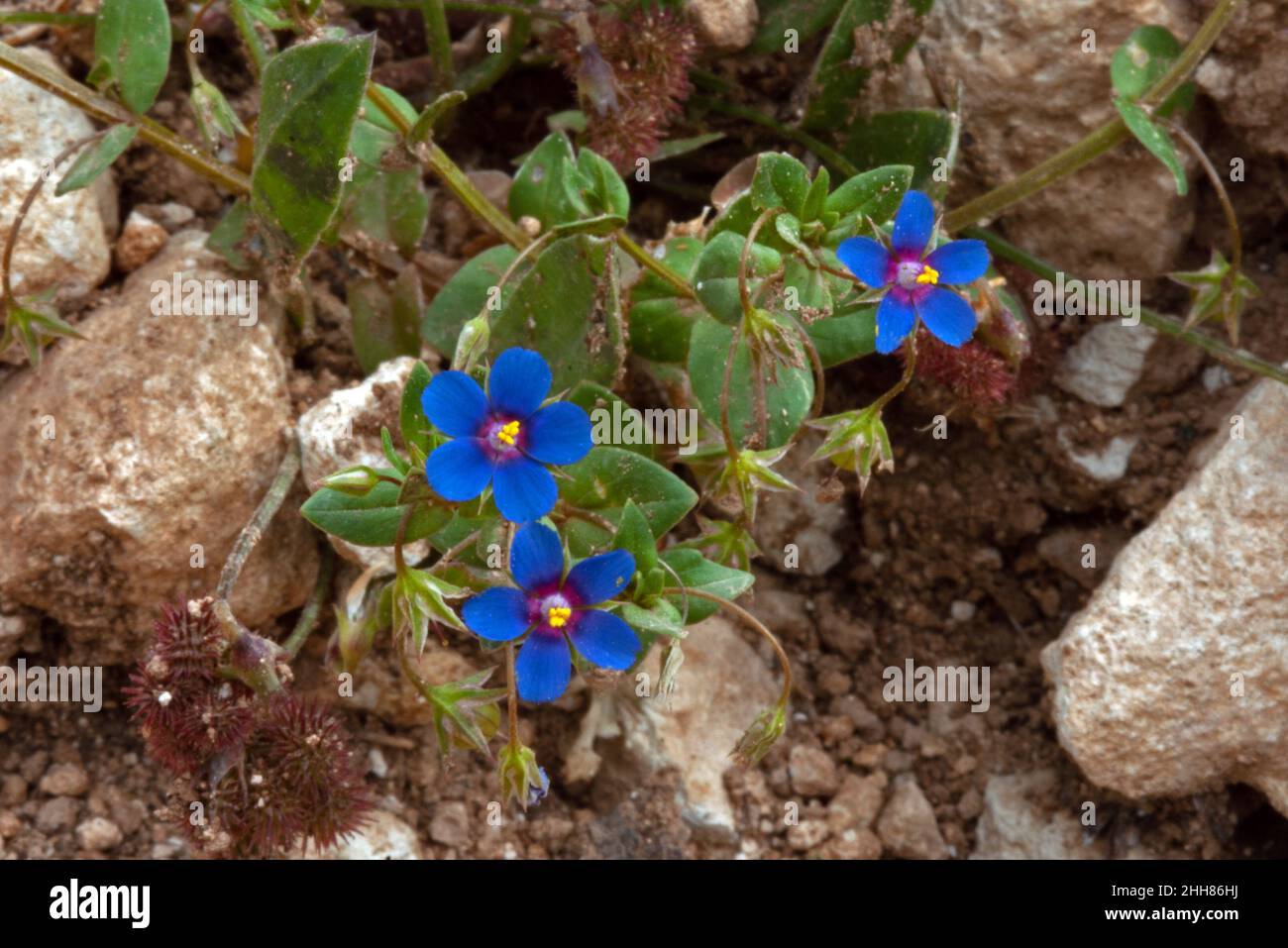 Anagallis arvensis var. caerulea is a blue variety of the scarlet pimpernel (blue pimpernel). This picture was taken on Cyprus. Stock Photo