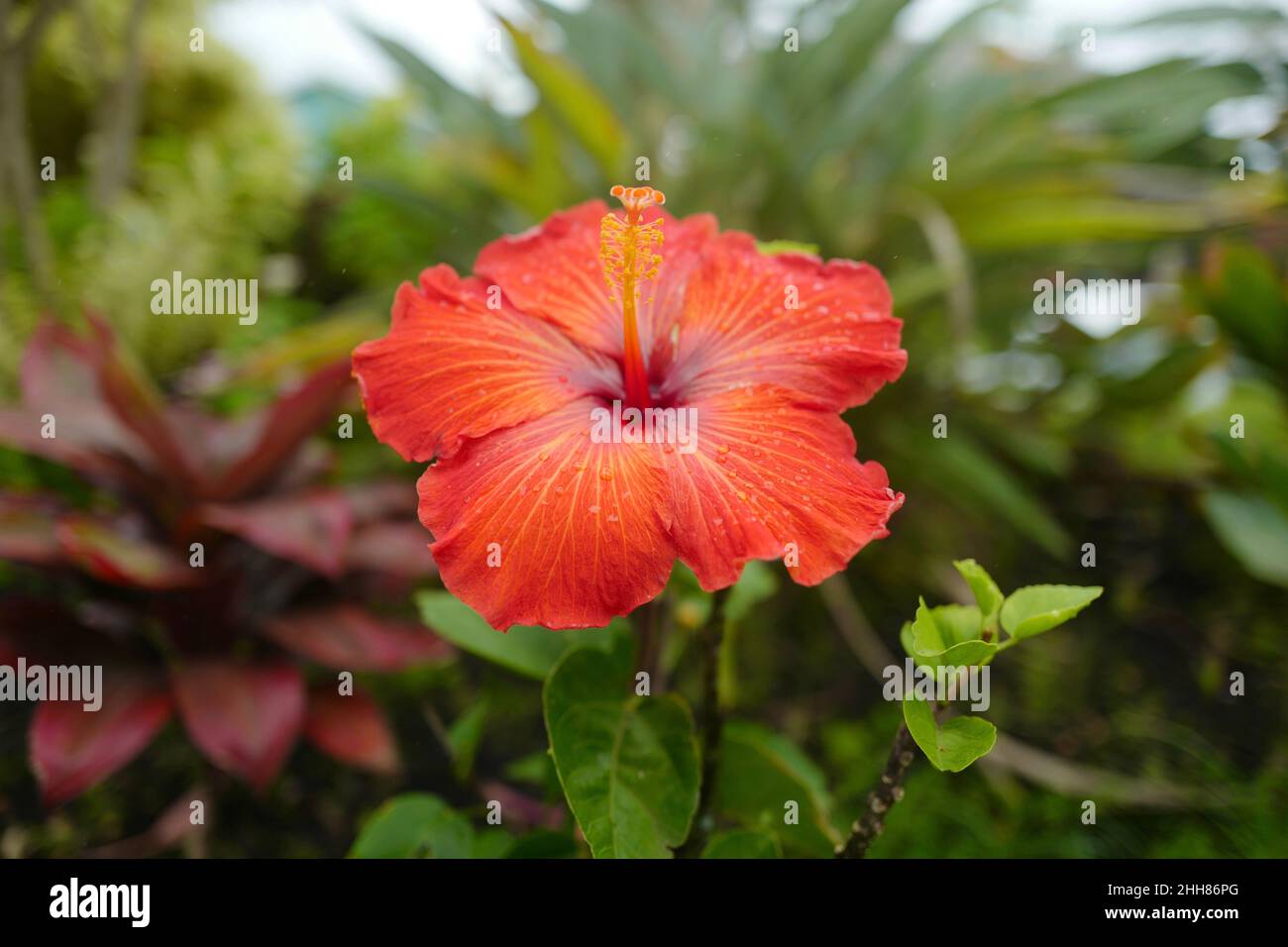 Hibiscus flower on Kauai Stock Photo Alamy