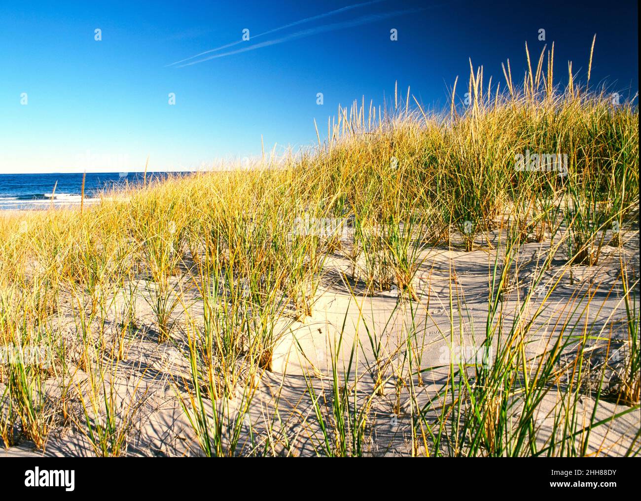 Hampton Beach sand dunes in late summer Stock Photo Alamy