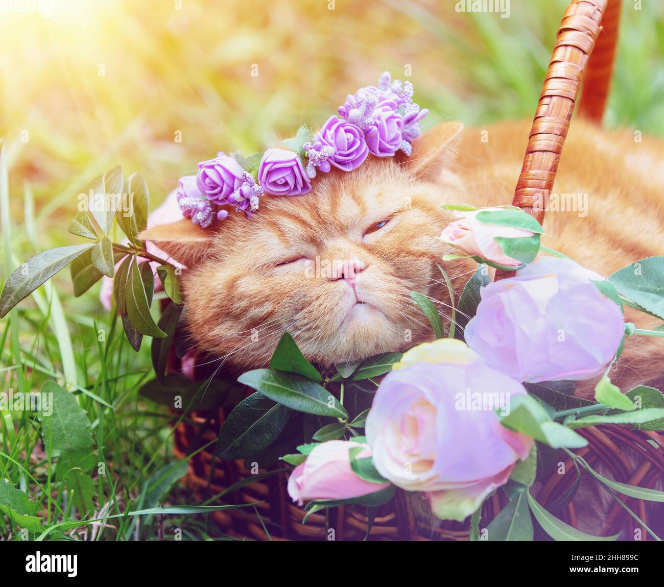 Cute ginger British shorthair cat wearing a floral crown lying in a basket in the garden Stock Photo