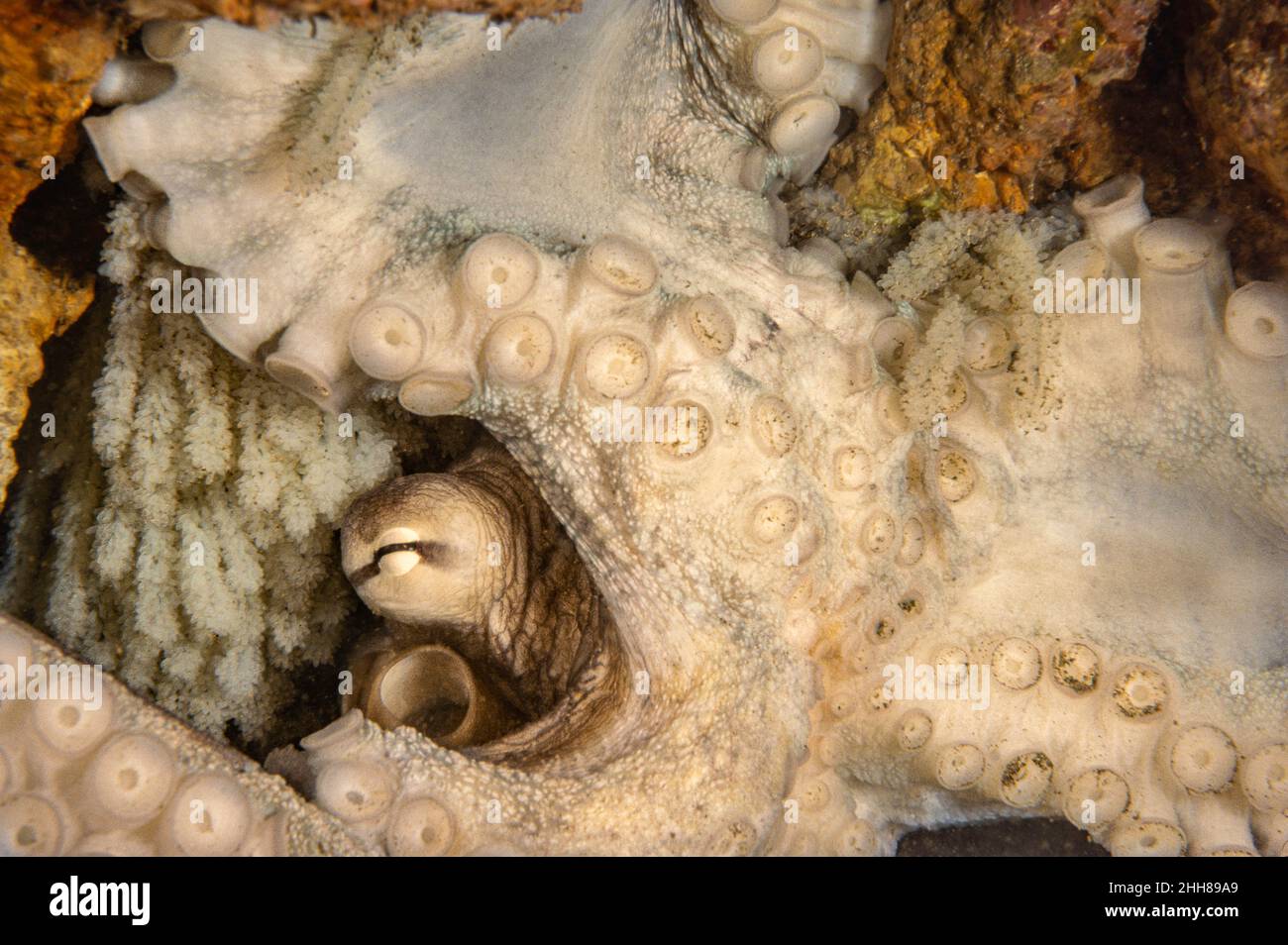 Octopus eggs hatching hires stock photography and images Alamy