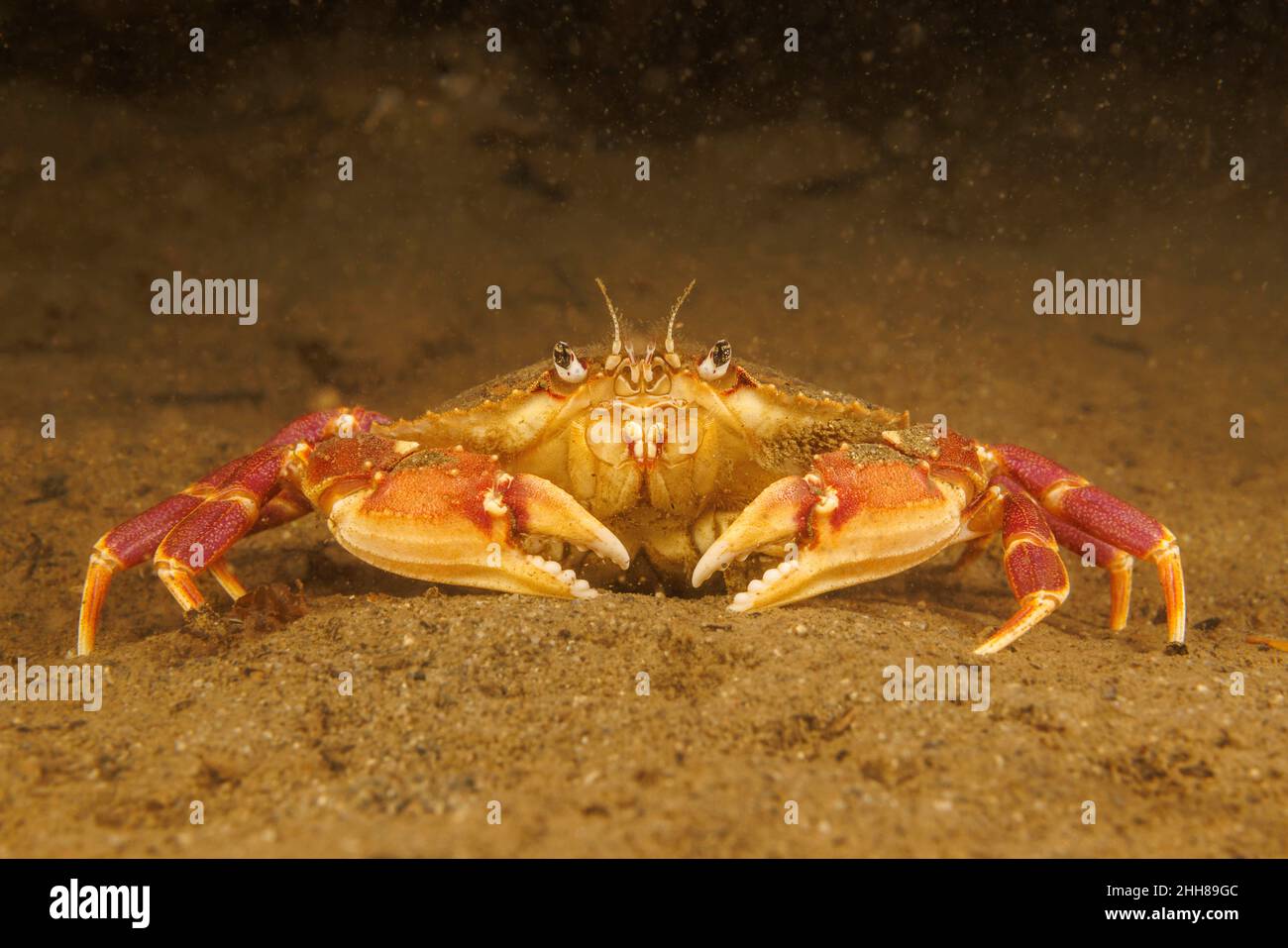 The graceful rock crab or slender crab, Metacarcinus gracilis (the naming convention recognized by WoRMS) or Cancer gracilis (the naming convention re Stock Photo
