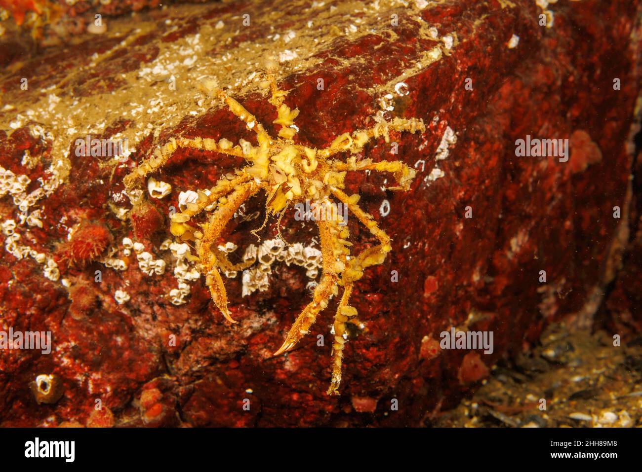 The graceful decorator crab, Oregonia gracilis, habitually attaches other organisms to its back, in this case bits of sponge, British Columbia, Canada Stock Photo