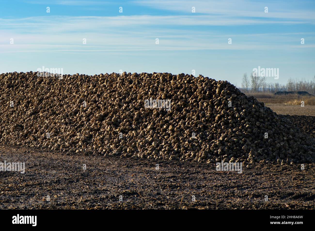 Large pile of harvested sugar beet (Beta vulgaris) in field with sky as copy space Stock Photo