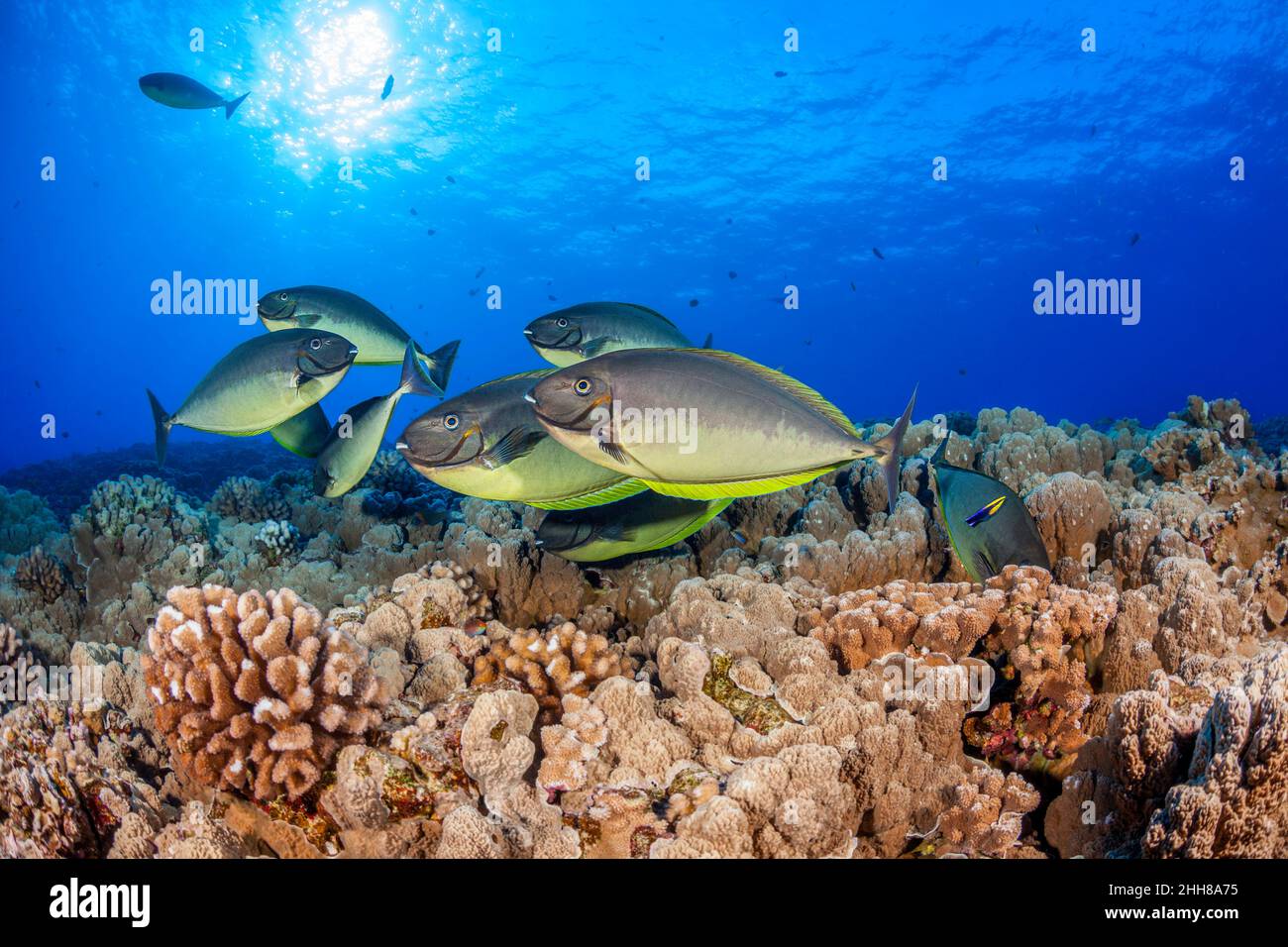 These sleek unicornfish, Naso hexacanthus, are all lining up at a cleaning station on a Hawaiian reef. The are vying for the attention of one endemic Stock Photo