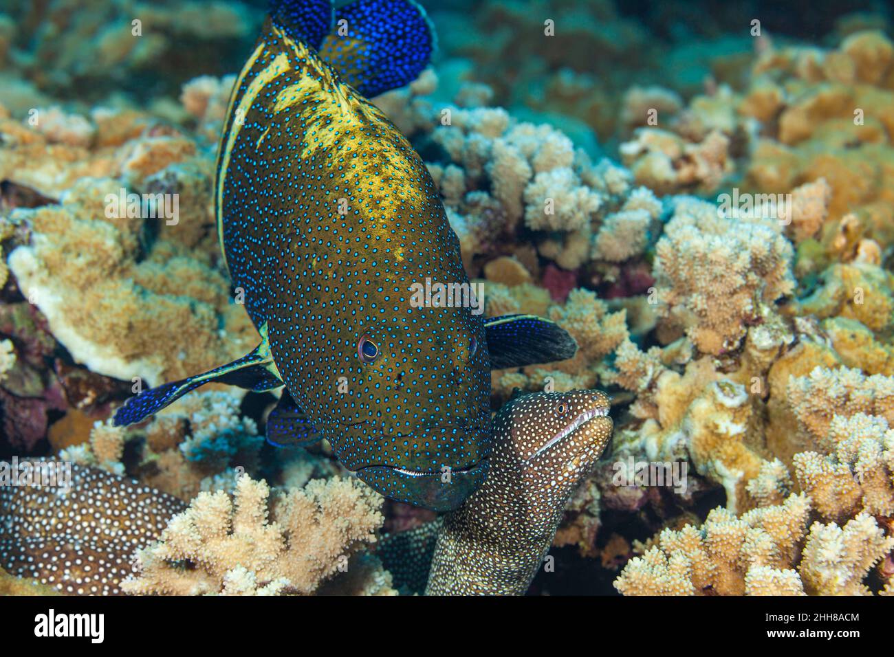 The peacock grouper, Cephalopholis argus and whitemouth moray eels