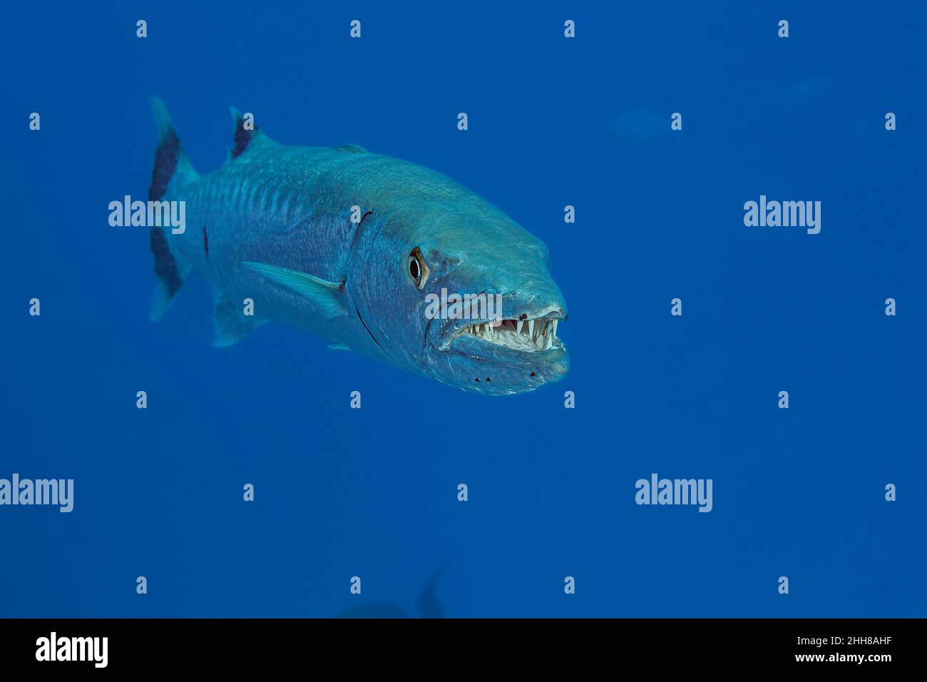 Great barracuda, Sphyraena barracuda, can reach as much as six feet in