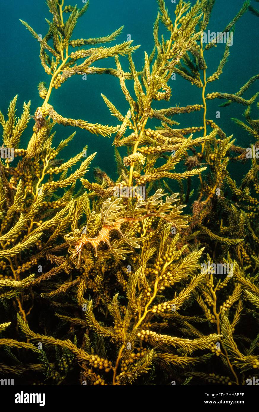 This leafy sea dragon, Phycodurus eques, is perfectly camouflaged against the plant life under a wharf up Spencer Gulf in South Australia. Stock Photo
