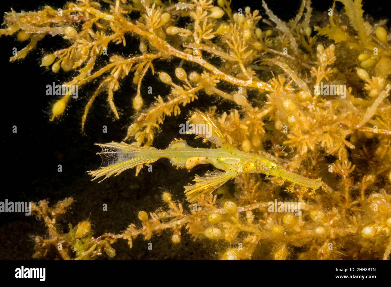This roughsnout ghostpipefish, Solenostomus paegnius, is attempting to hide beside a stand of sargasum weed, Philippines, Tropical West Pacific Ocean. Stock Photo