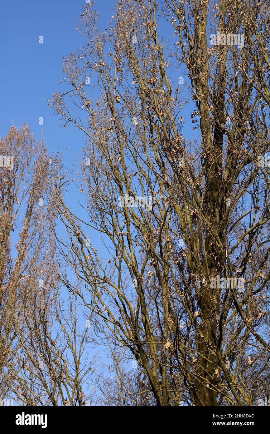 Quercus robur fastigiata tree in winter Stock Photo