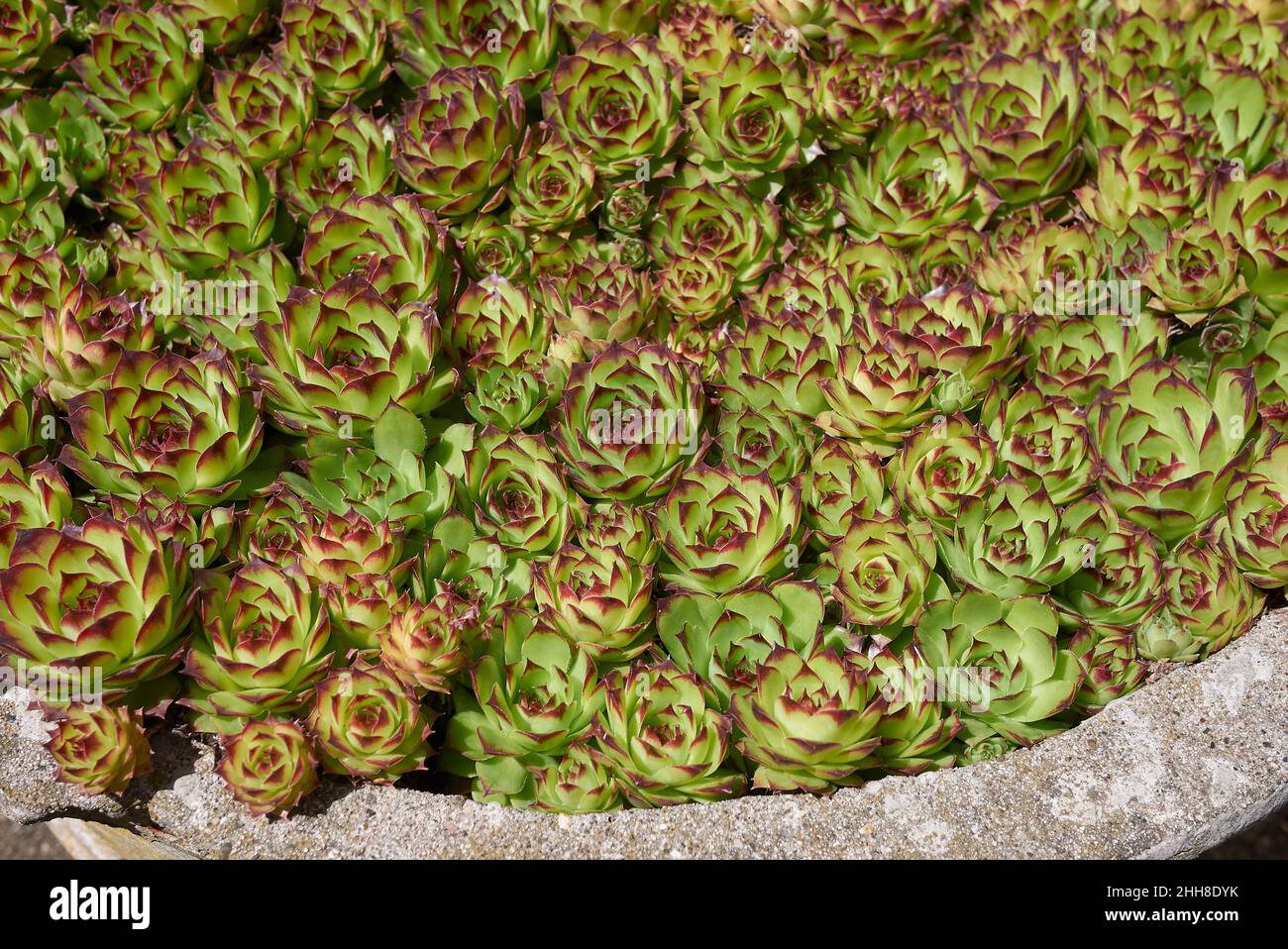 Sempervivum tectorum red and green leaves Stock Photo
