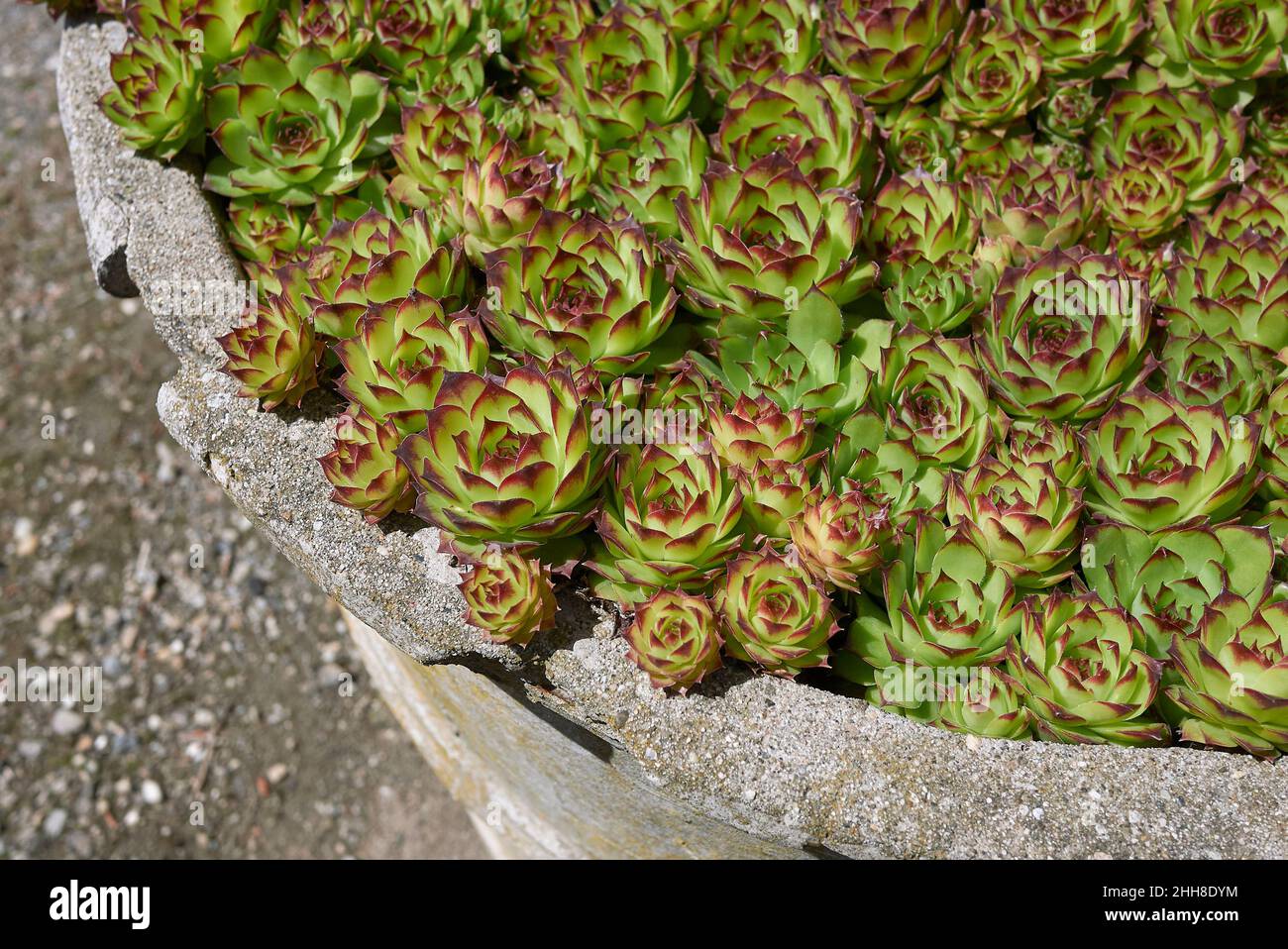 Sempervivum tectorum red and green leaves Stock Photo