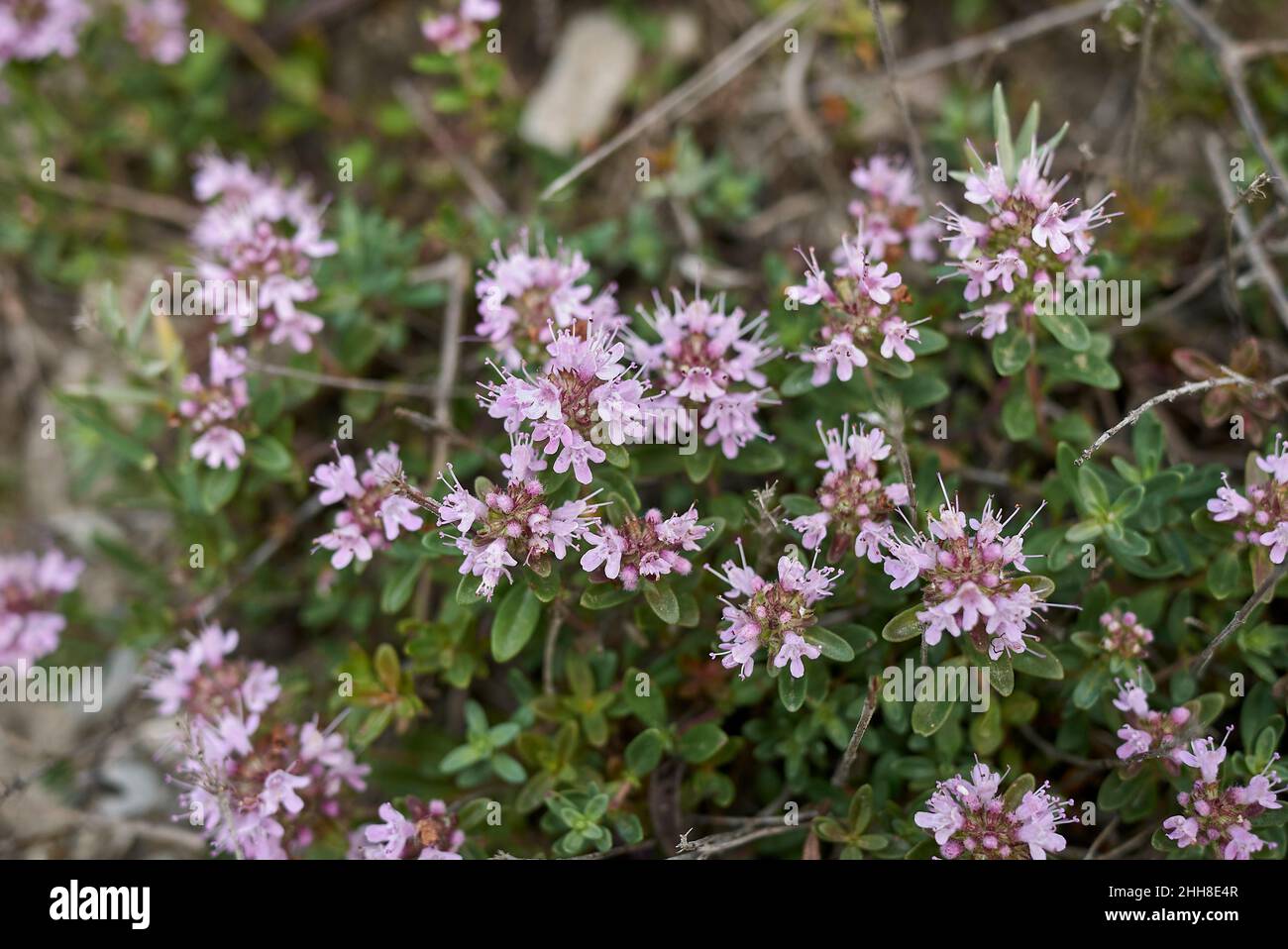 Thymus longicaulis in bloom Stock Photo