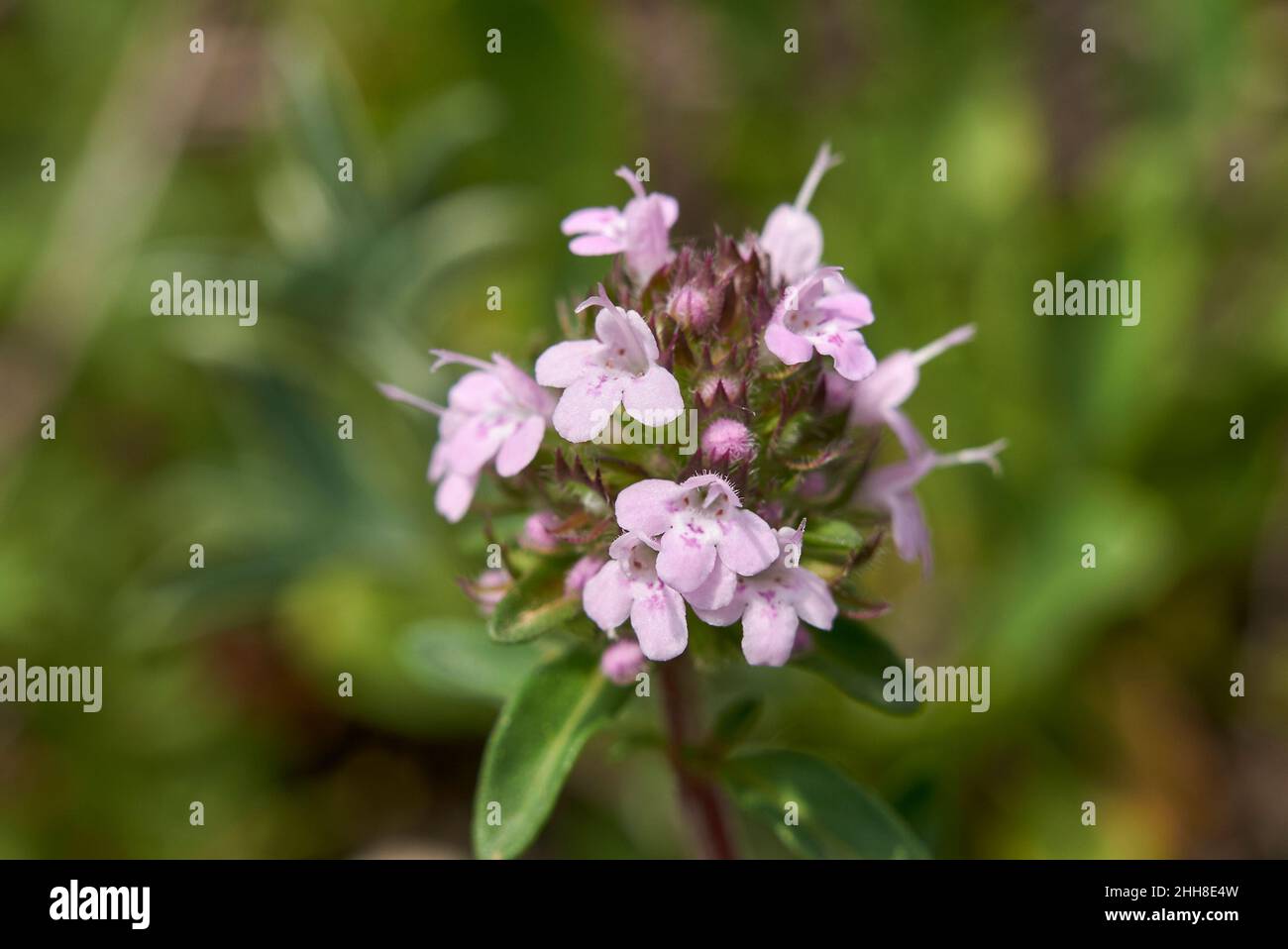 Thymus longicaulis in bloom Stock Photo