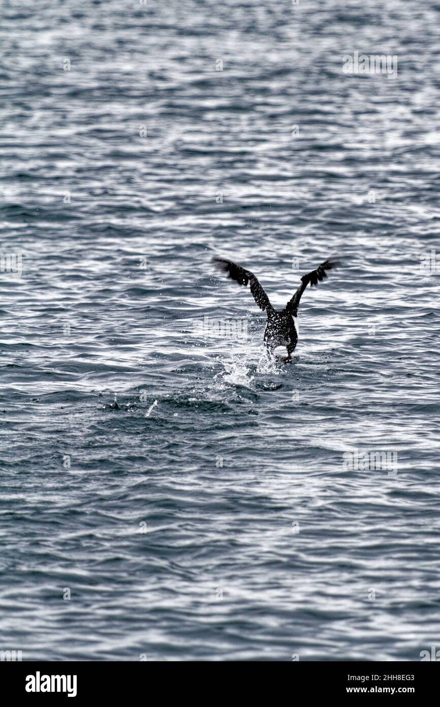 Cormorant flying in the Beagle Channel, Ushuaia, Tierra Del Fuego