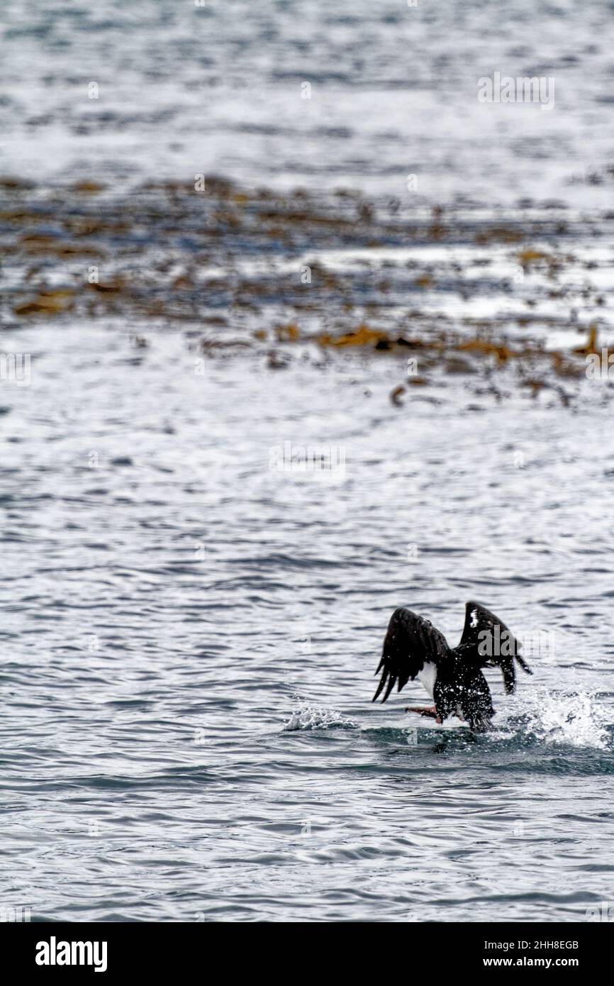 Cormorant flying in the Beagle Channel, Ushuaia, Tierra Del Fuego