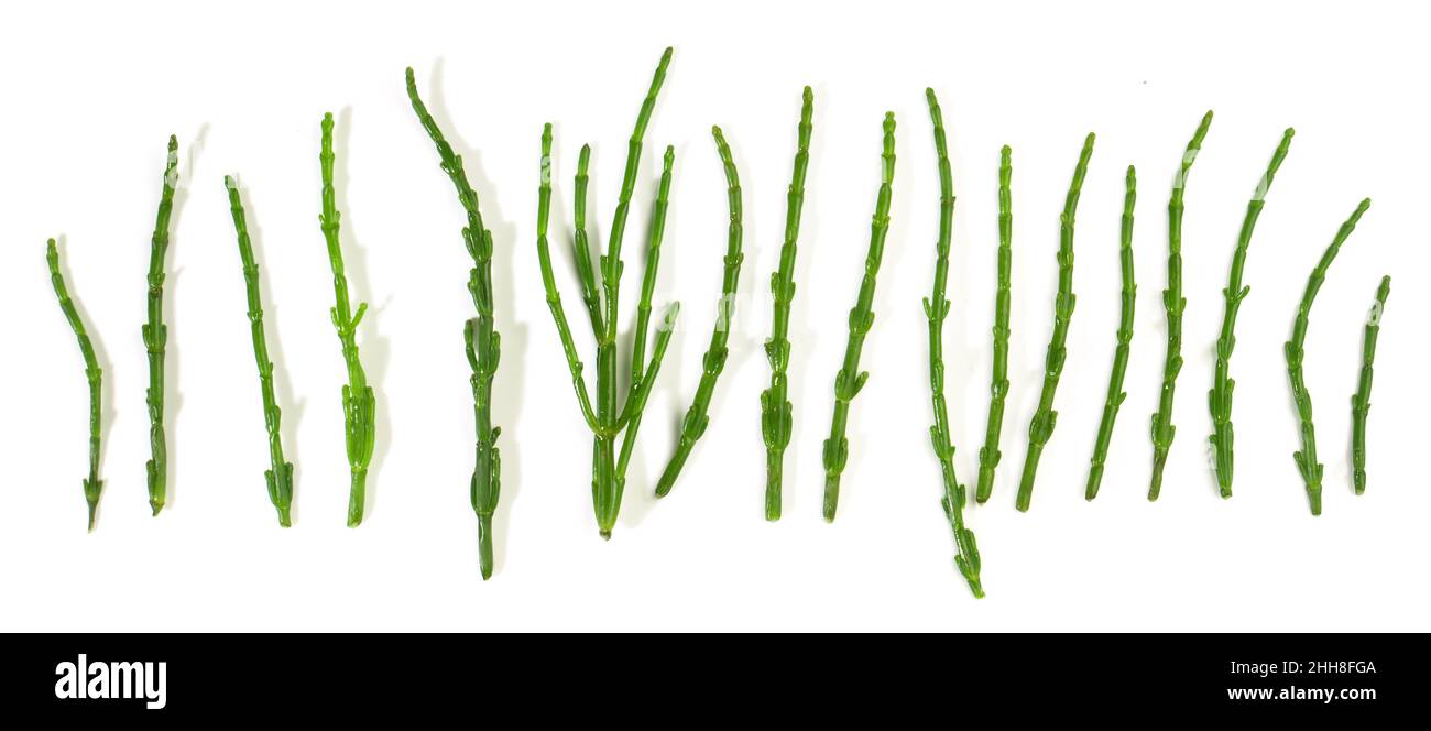 Fresh Blanched Passe Pierre Seaweed - Salicornia Banner isolated on white Background Stock Photo