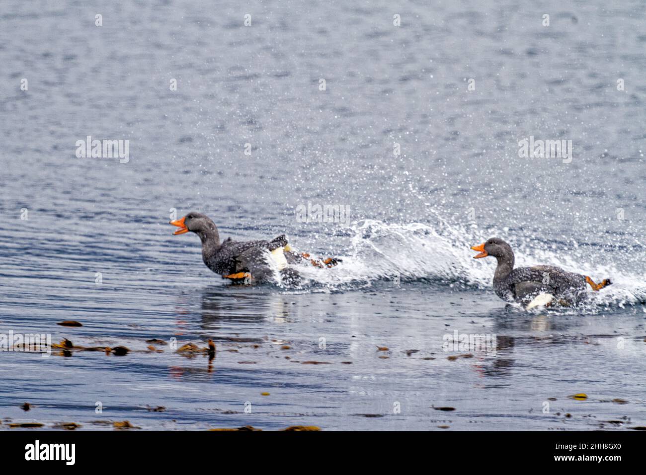 Flying steamer duck hires stock photography and images Alamy