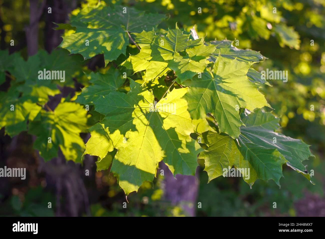 Bright green maple leaves hi-res stock photography and images - Alamy
