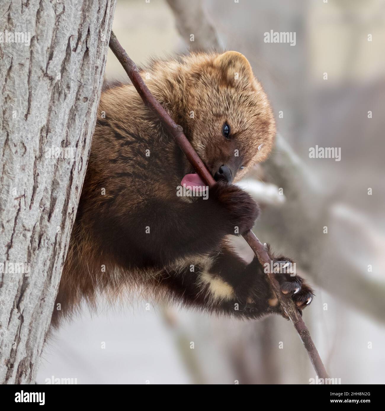 Fisher animal licking tree branch sap in a tree Stock Photo Alamy