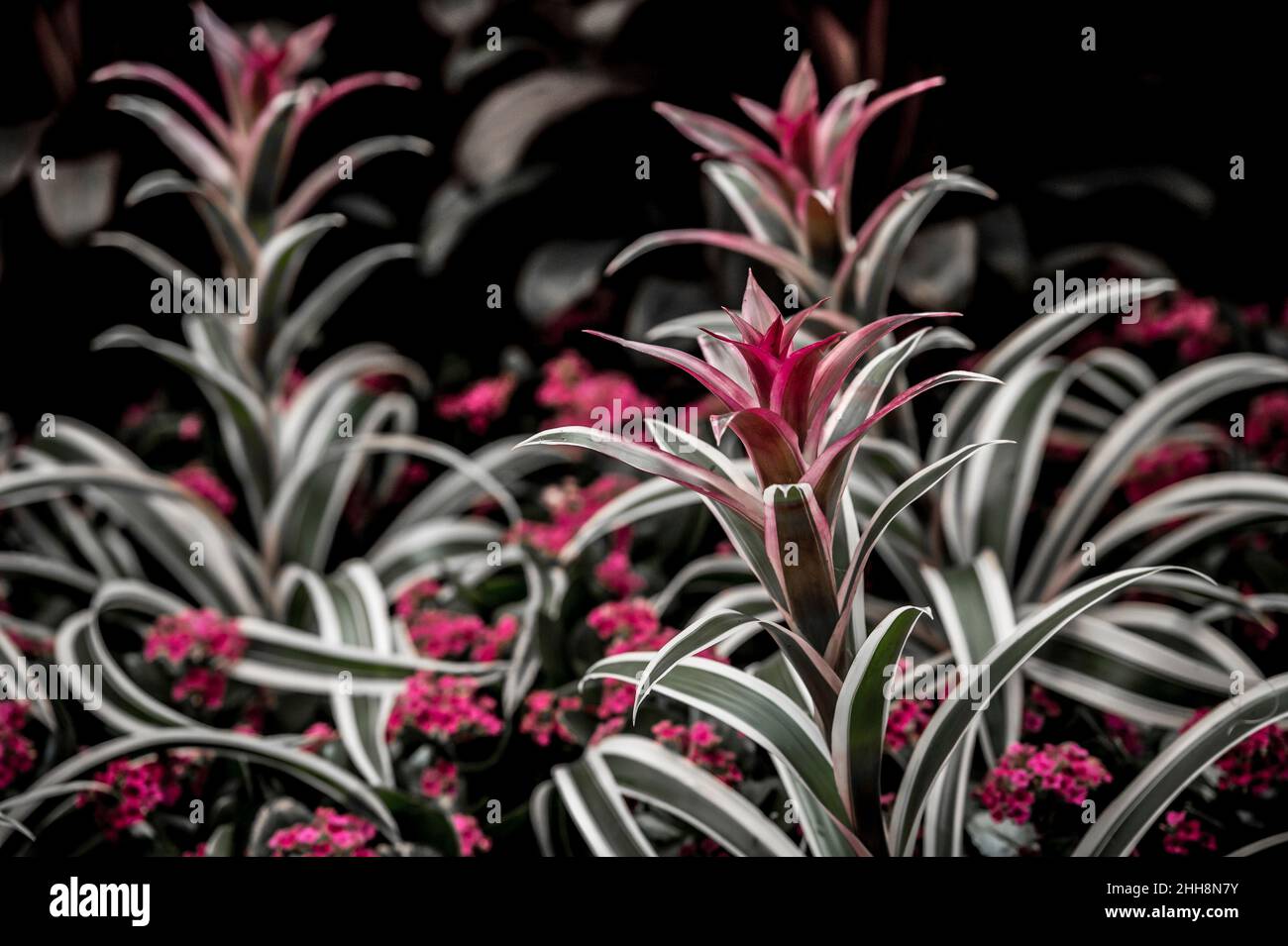 red and dark plants Stock Photo - Alamy
