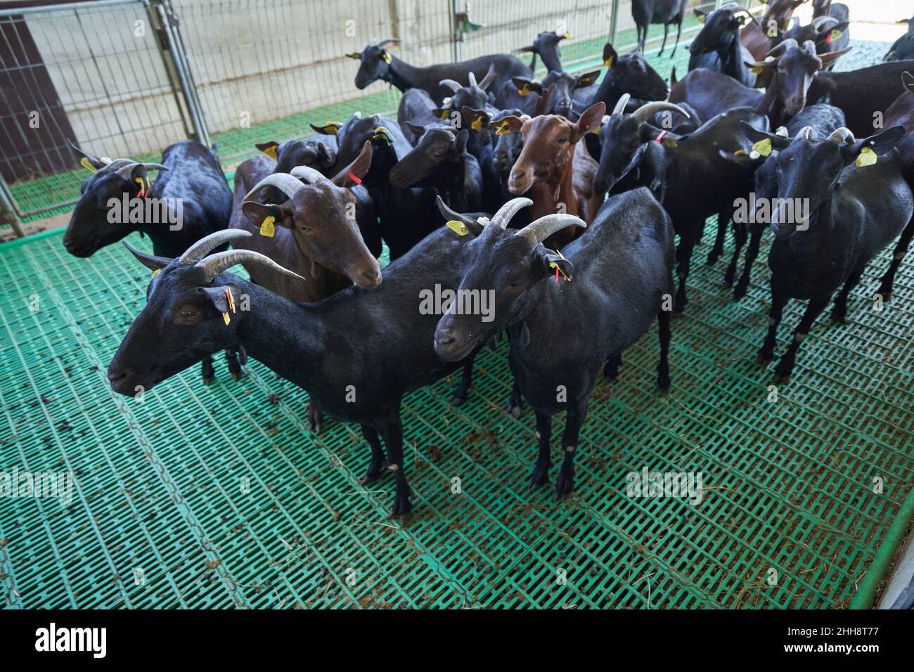 herd of black goats on a paddock farm. Stock Photo