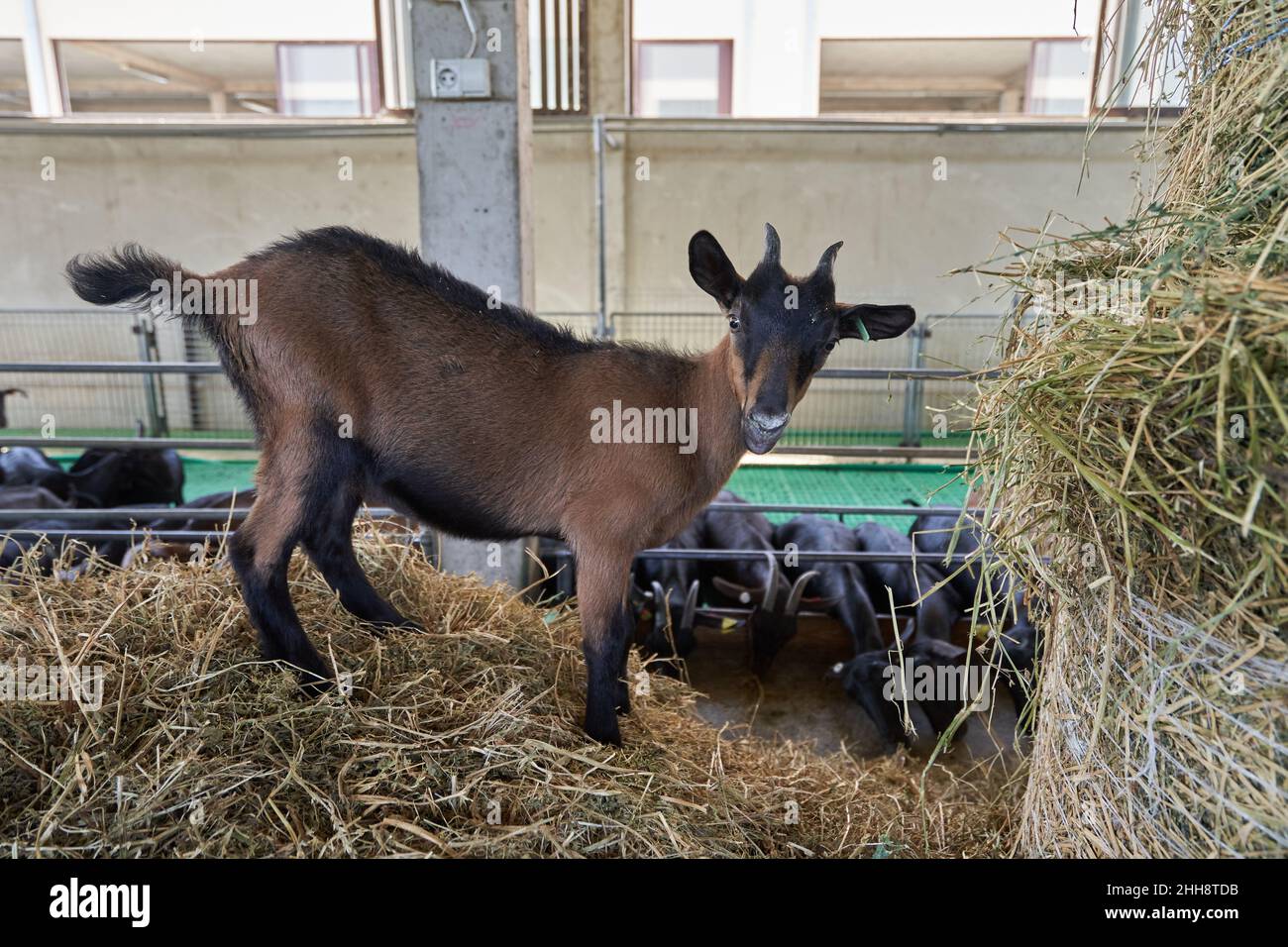 A young goat stands on a haystack on a farm and looks at the camera. Stock Photo