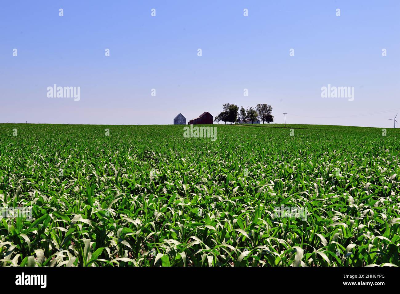 Malta, Illinois, USA. An expanse of young corn growing as far as the eye can see only interrupted by farm buildings in the distant background. Stock Photo
