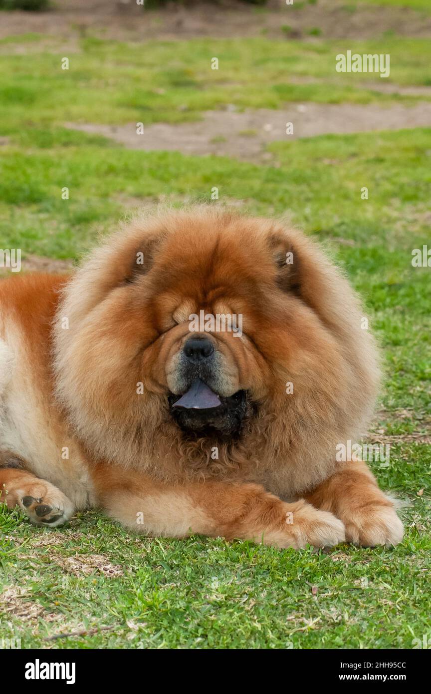 Sitting chow chow hi-res stock photography and images - Page 3 - Alamy