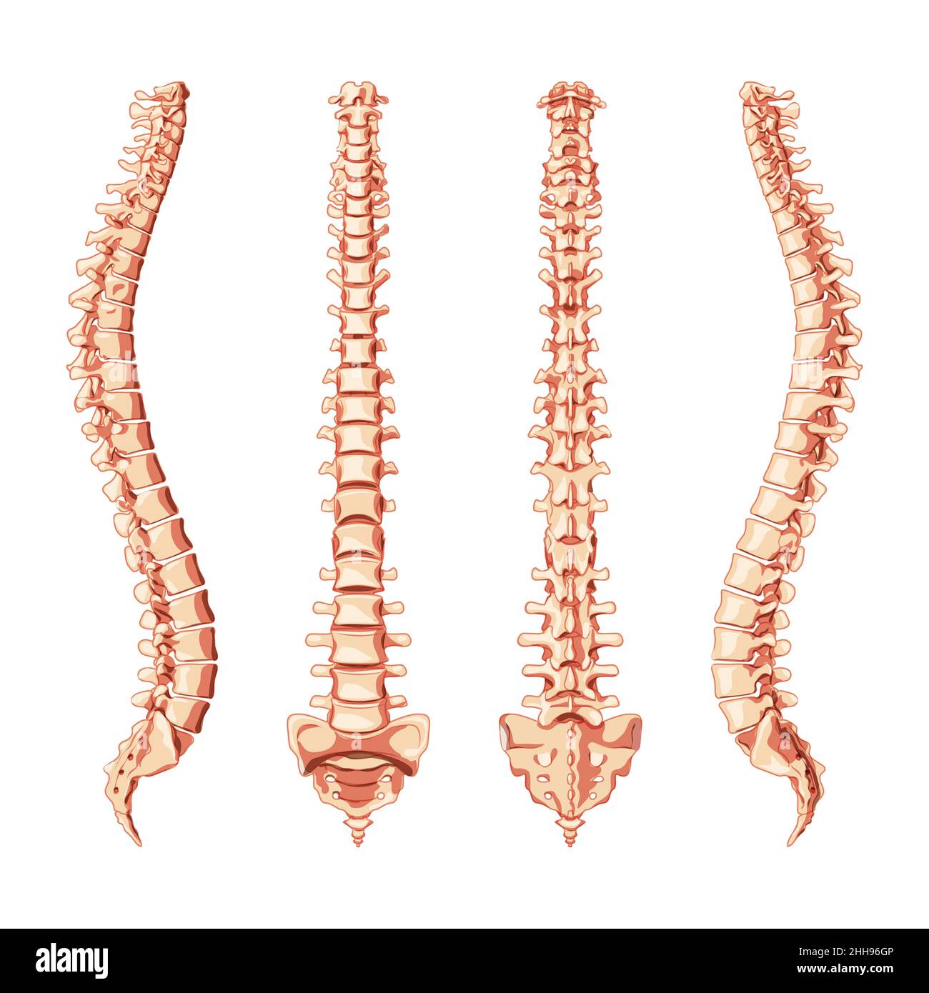 Human vertebral column in front, back, side. Vector flat realistic vertebrae groups cervical, thoracic, lumbar, sacrum and coccyx concept illustration in natural colors, spine isolated on white Stock Vector