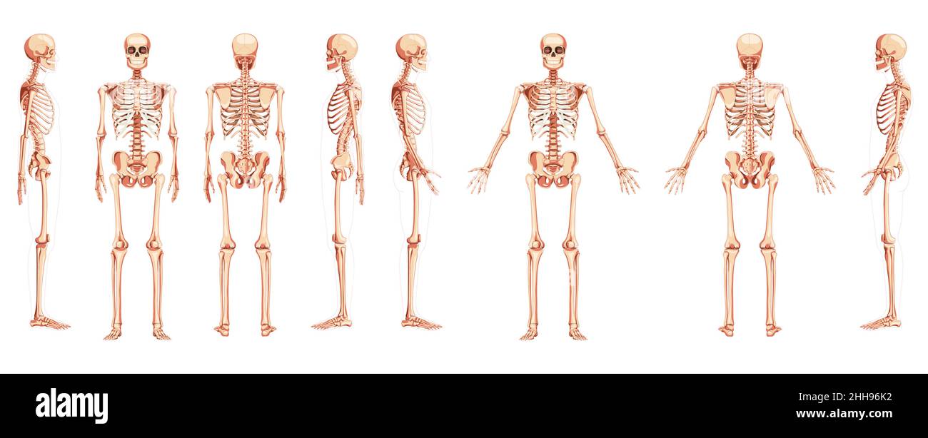 Skeleton Human front back side view with two arm poses ventral, lateral, and dorsal views. Set of realistic flat natural color concept Vector illustration of anatomy isolated on white background Stock Vector