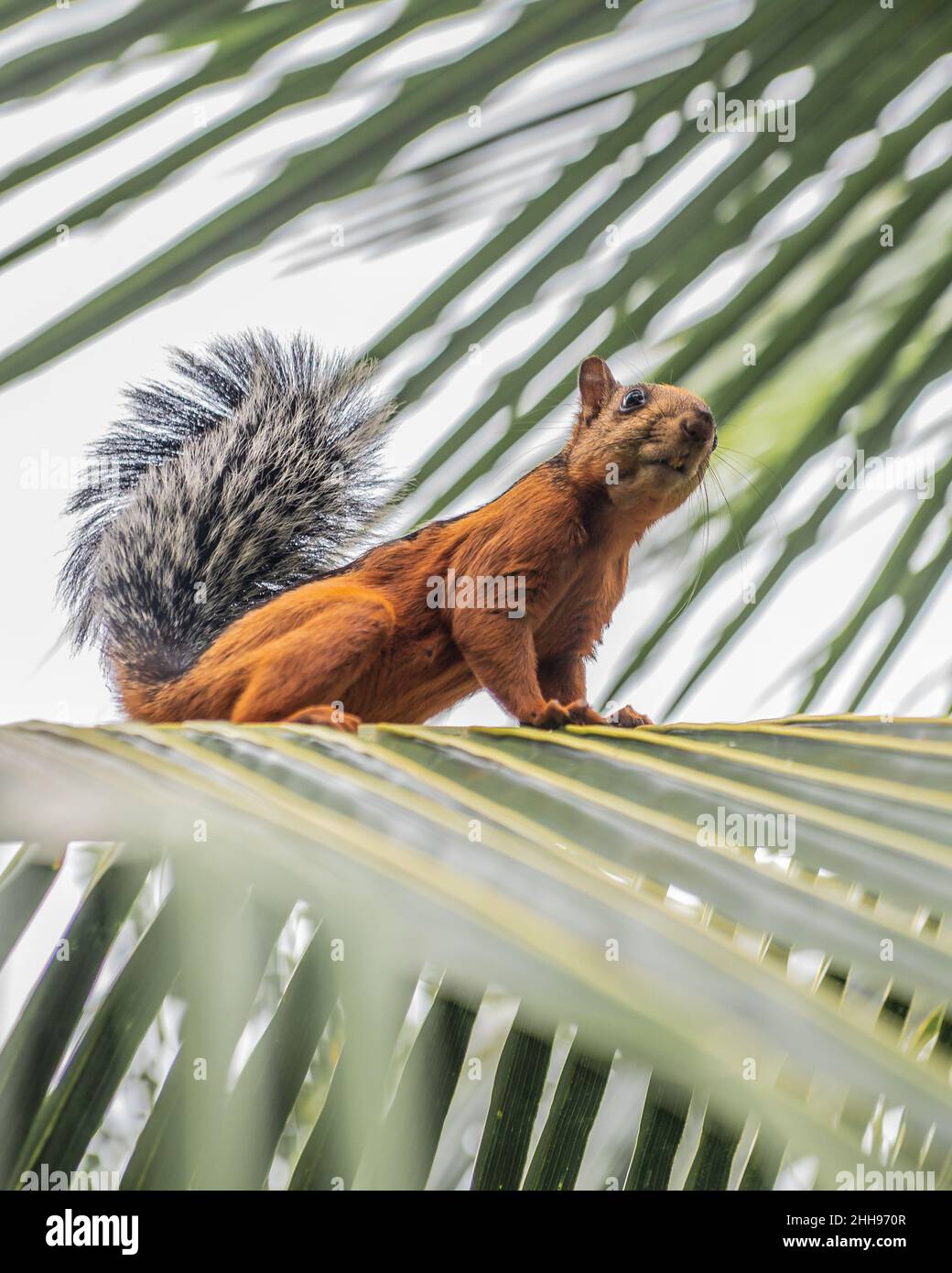 Big red squirrel in Santa Teresa, costa rica Stock Photo