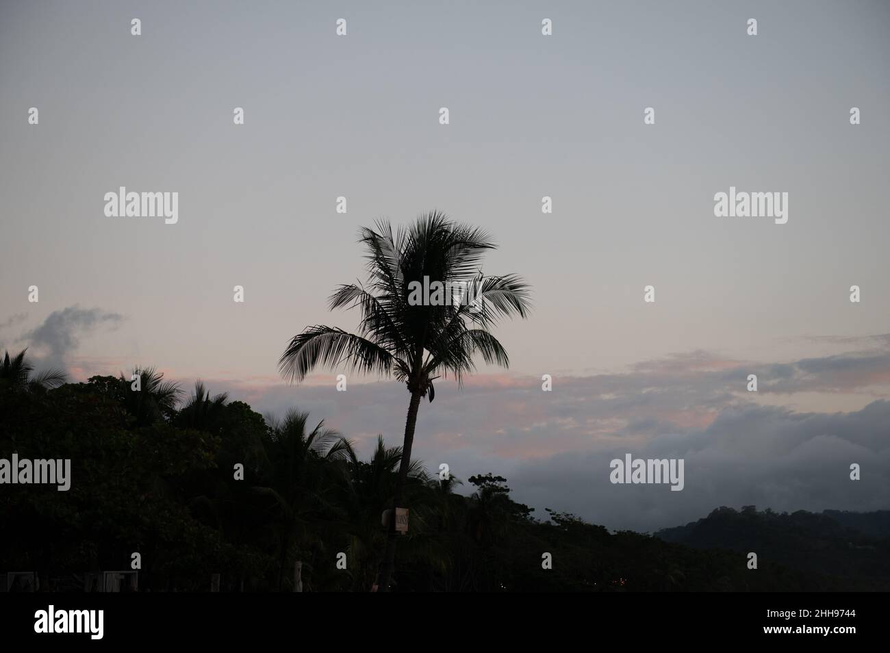 Sunset, Palm and pura vida, costa rica Stock Photo