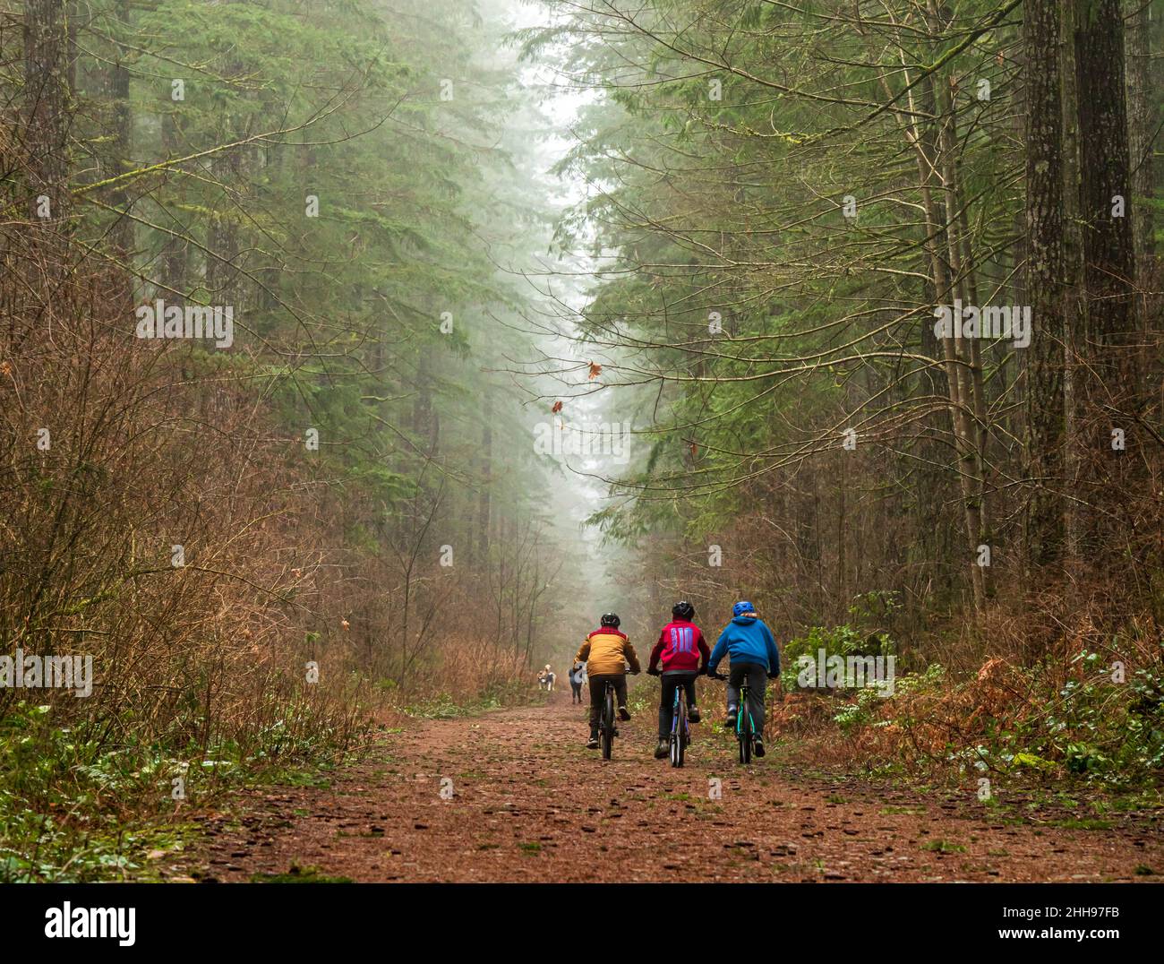 Three cyclists riding on a trail, with mist, tall deciduous trees, fallen leaves on trail in f Stock Photo