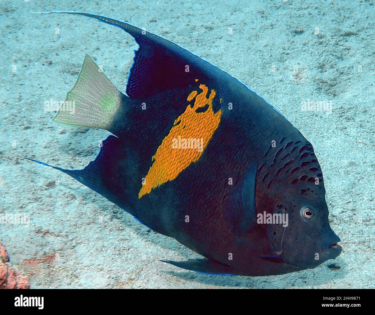 A Yellowbar Angelfish (Pomacanthus maculosus) in the Red Sea, Egypt Stock Photo