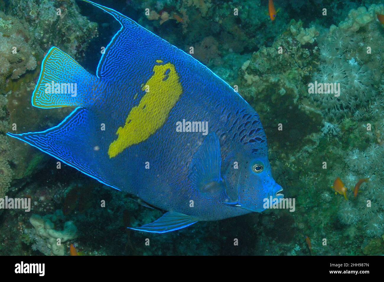 A Yellowbar Angelfish (Pomacanthus maculosus) in the Red Sea, Egypt Stock Photo