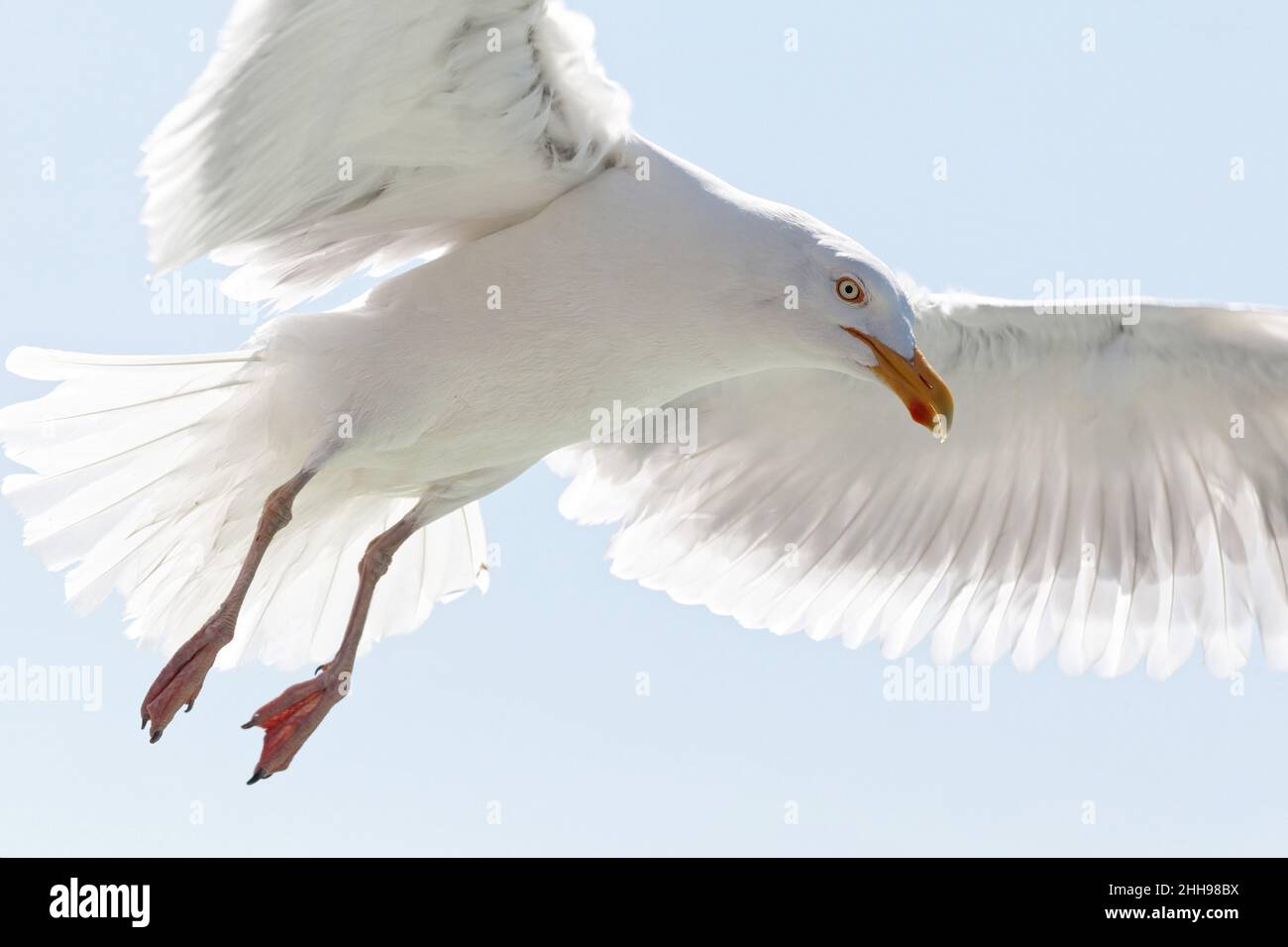 Beautiful seagull flying in the sky, Texel, Netherlands Stock Photo