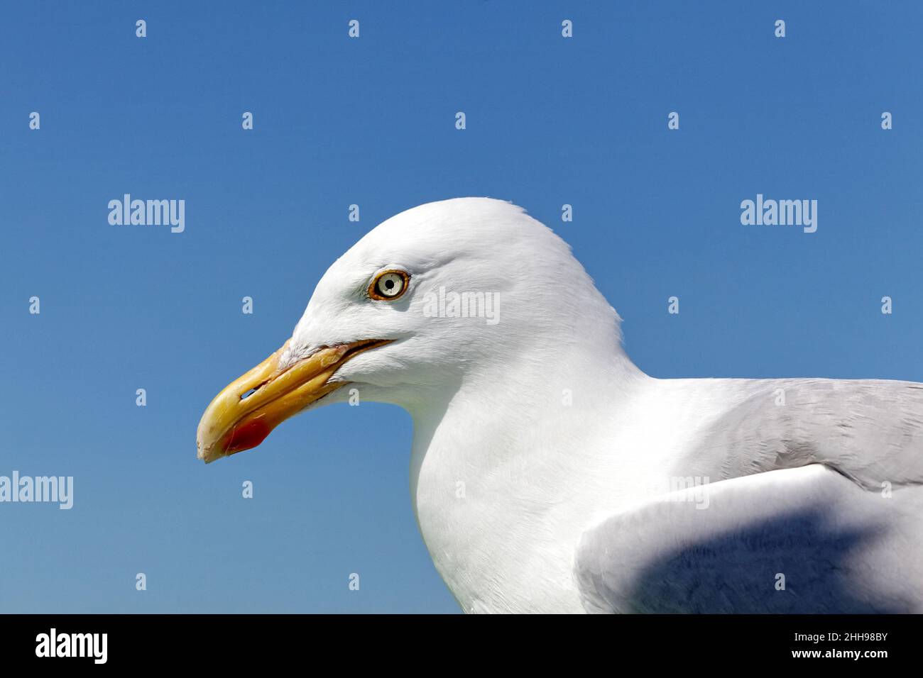 Seagull bird portrait. Close up view of white wild bird seagull, Texel, Netherlands Stock Photo