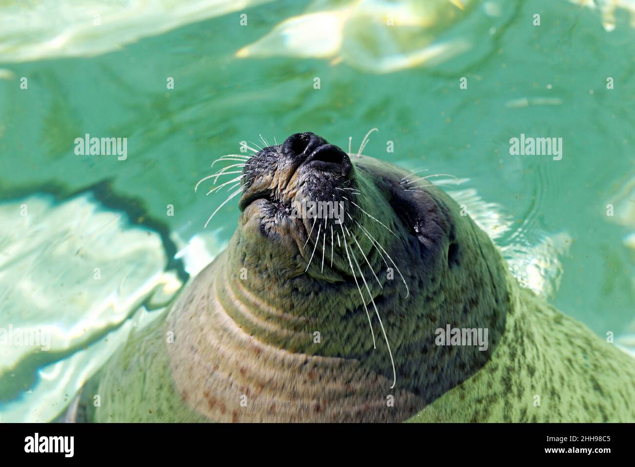 Smiling seal enjoying the sun in the Texel island, Netherlands Closeup, front view. Stock Photo